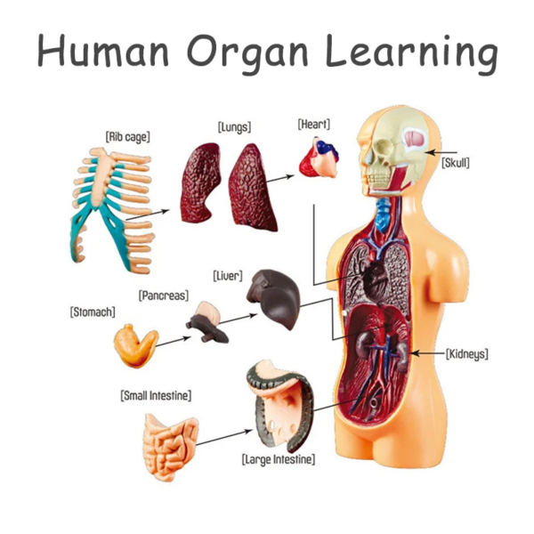 Simulation Human Skeleton Model Teaching Aid Set - Image 3