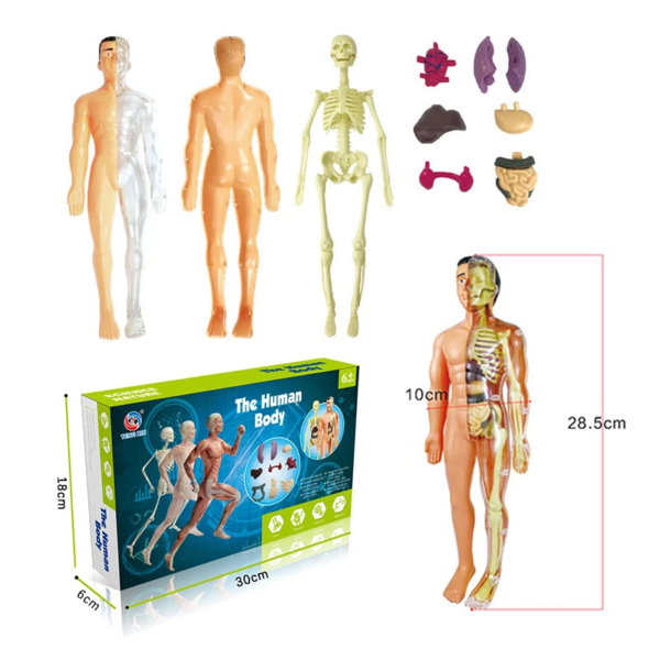 Simulation Human Skeleton Model Teaching Aid Set