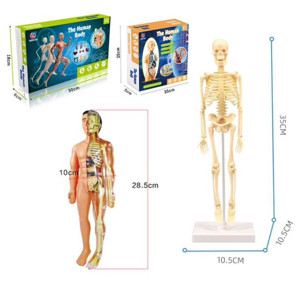 Simulation Human Skeleton Model Teaching Aid Set - Image 7