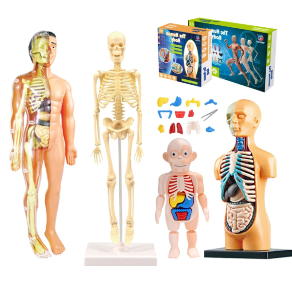 Simulation Human Skeleton Model Teaching Aid Set - Image 2