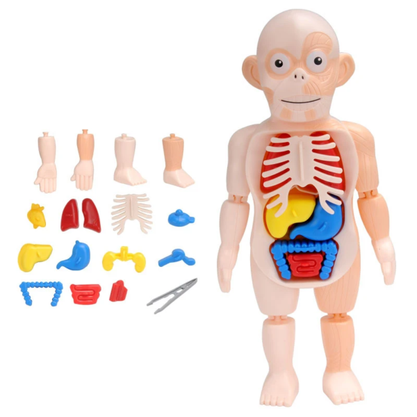 Simulation Human Skeleton Model Teaching Aid Set - Image 10