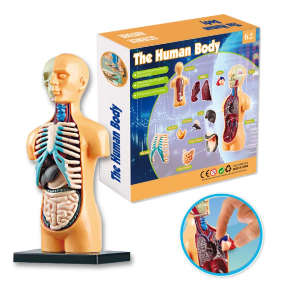 Simulation Human Skeleton Model Teaching Aid Set - Image 5