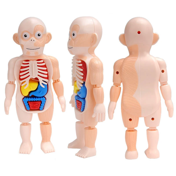 Simulation Human Skeleton Model Teaching Aid Set - Image 6