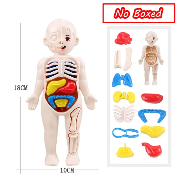 Simulation Human Skeleton Model Teaching Aid Set - Image 9