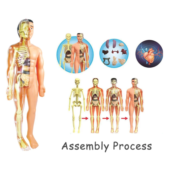 Simulation Human Skeleton Model Teaching Aid Set - Image 4