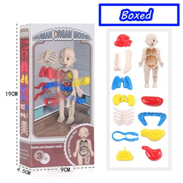 Simulation Human Skeleton Model Teaching Aid Set - Image 11