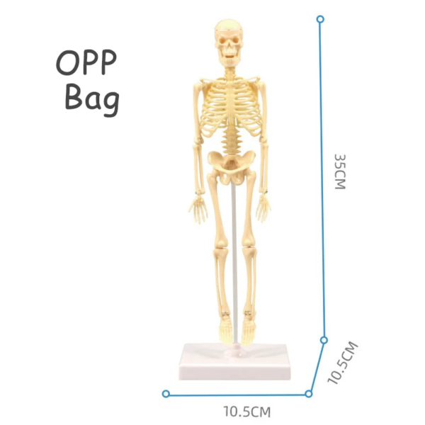 Simulation Human Skeleton Model Teaching Aid Set - Image 8